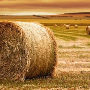 12th - Banks' Hay Bale Hillbillies